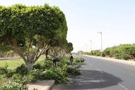 شركة ازالة الأشجار